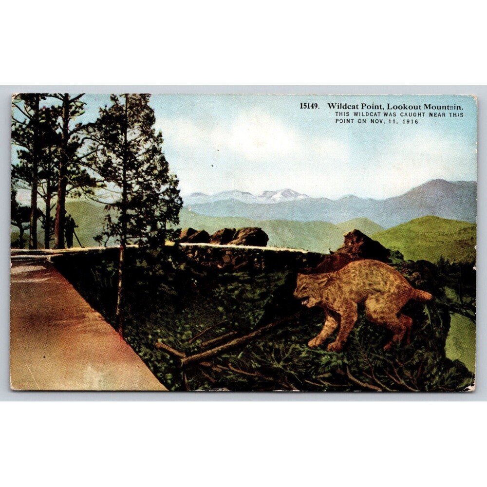 Vintage Postcard Wildcat Point Lookout Mountain Denver Colorado 1916 Wildlife